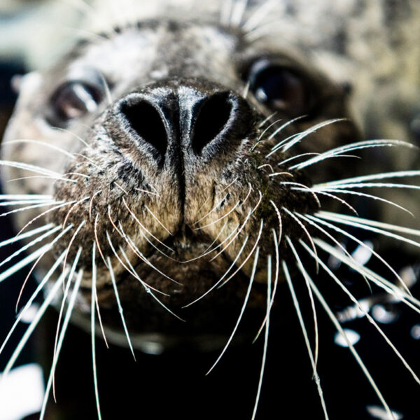 A harbor seal swims up to the camera during an enrichment activity with Northeastern student Isabella Welch during her co-op at the New England aquarium in Boston.