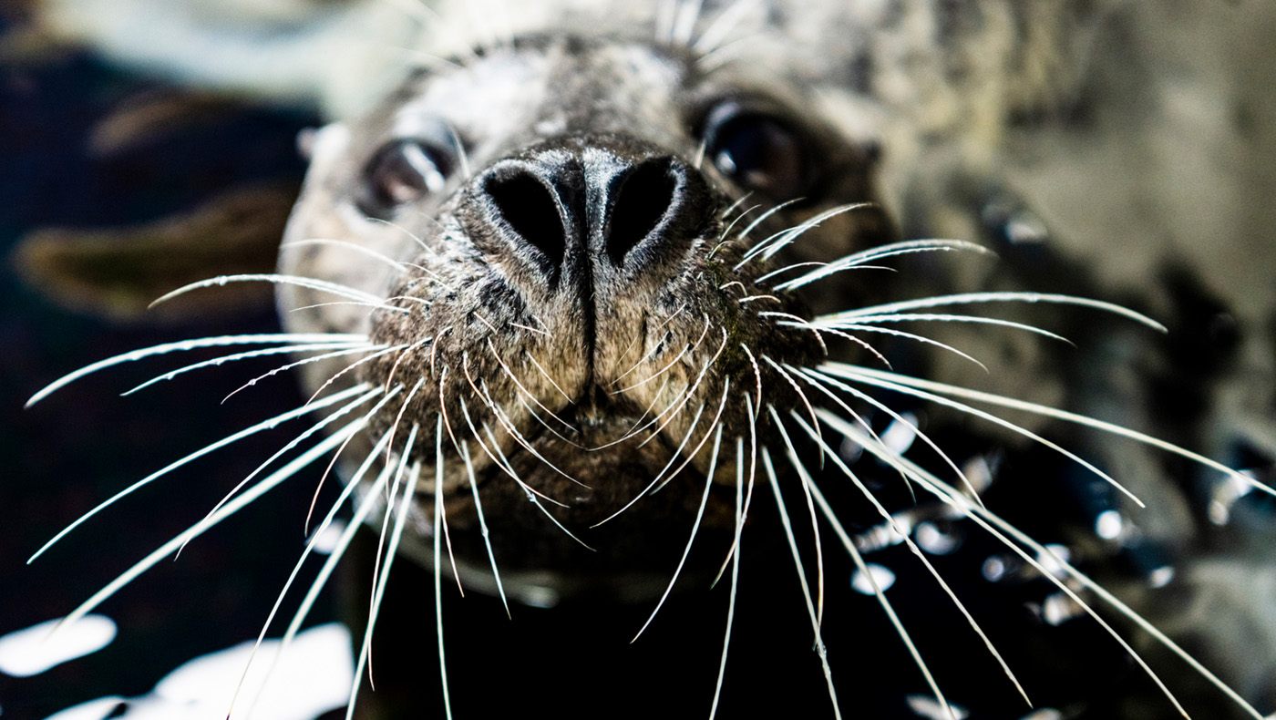 A harbor seal swims up to the camera during an enrichment activity with Northeastern student Isabella Welch during her co-op at the New England aquarium in Boston.