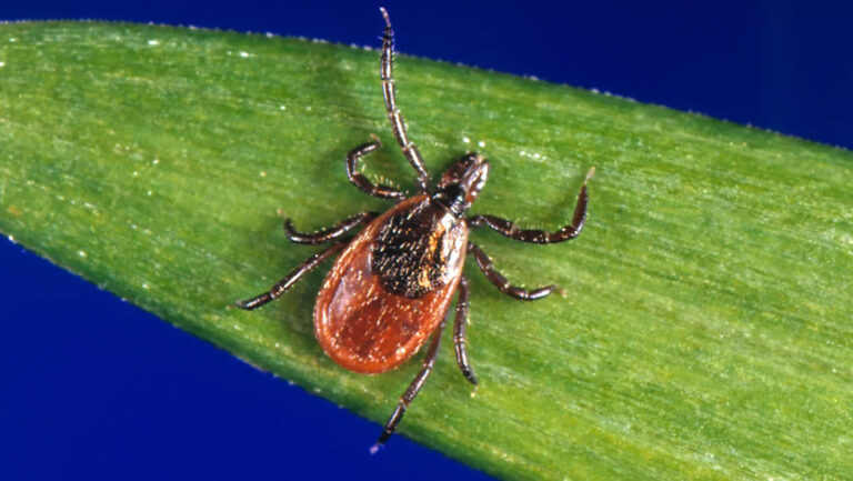 New Northeastern lab studying ticks and Lyme disease