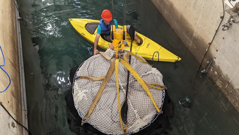 Using nature to fight rising seas