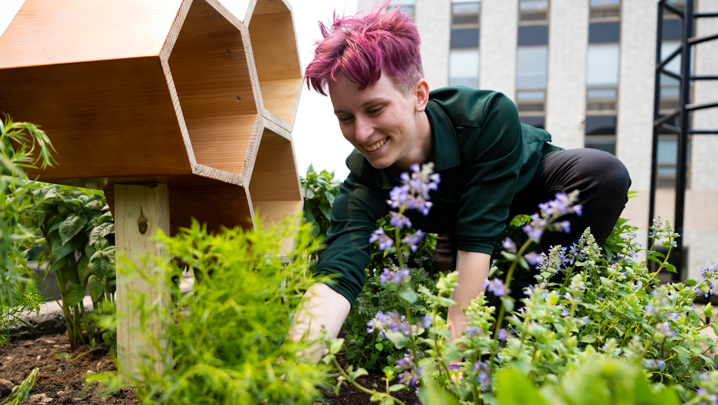 Northeastern University landscape service team member Ashlin Davis has installed various plants to attract pollinators in Richardson Plaza on Northeastern’s Boston campus.