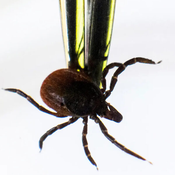 An up-close photo of a tick