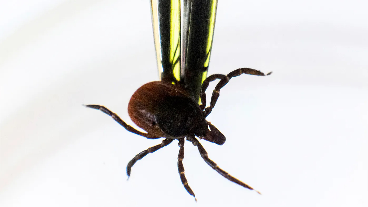 An up-close photo of a tick