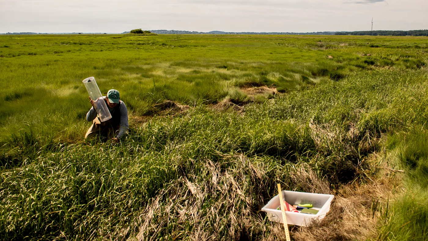A person performing field research in a marsh.