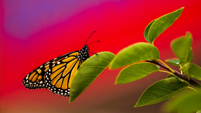 Monarch butterfly nowhere to be found in some state wildlife action plans, new research shows