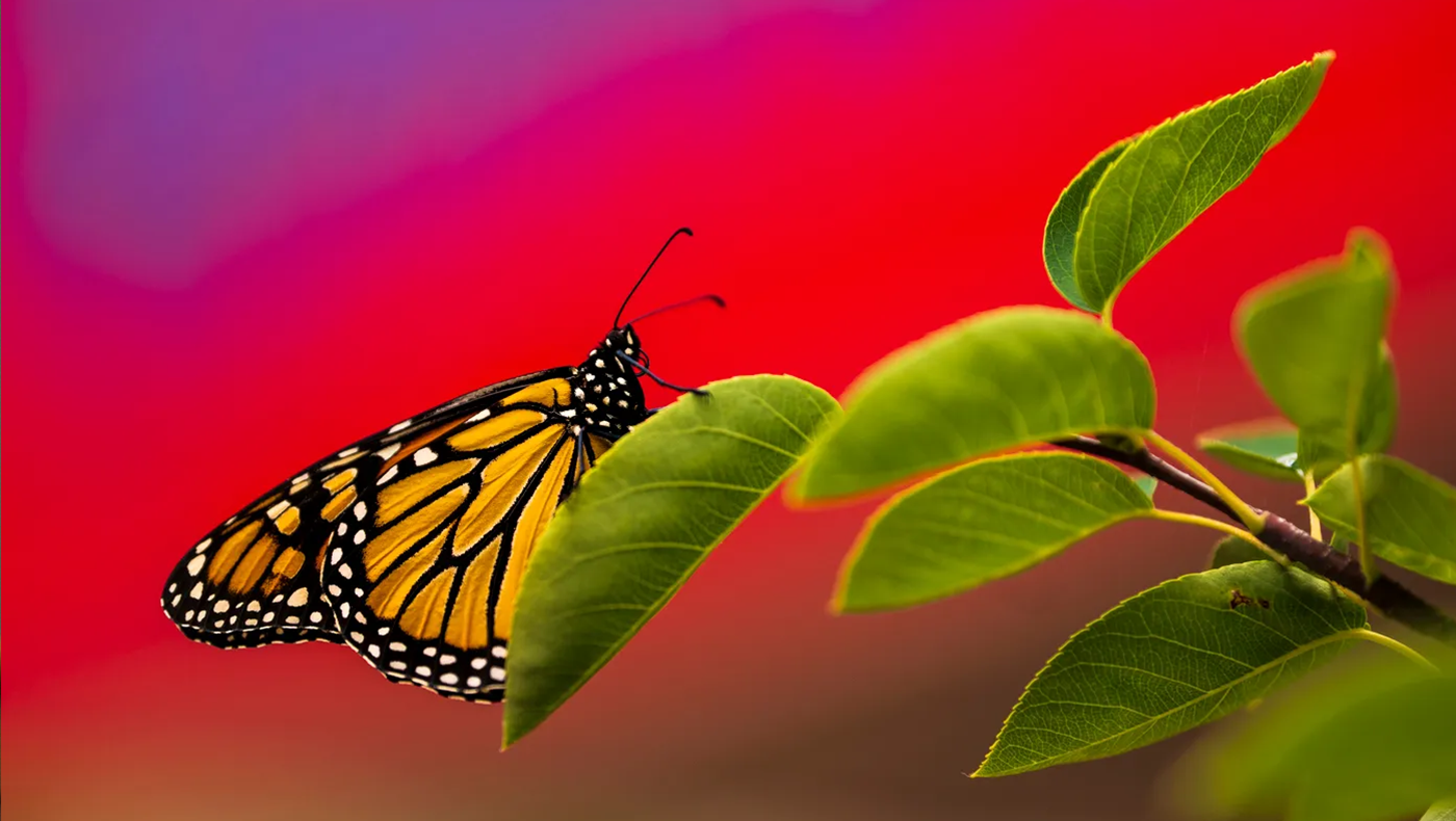 A monarch butterfly on a leaf.