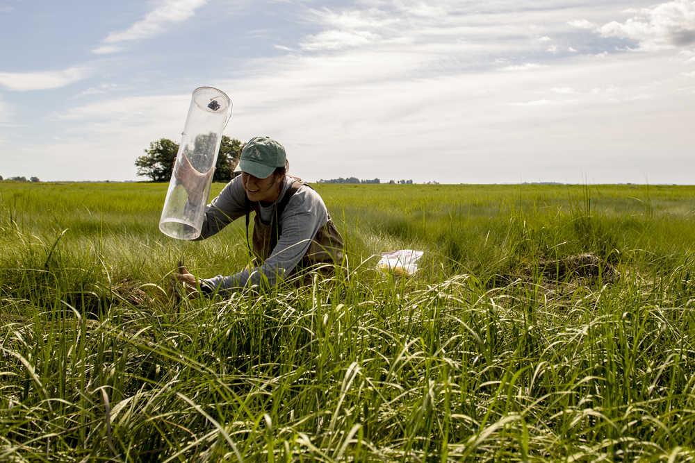 A person conducts research in a field.