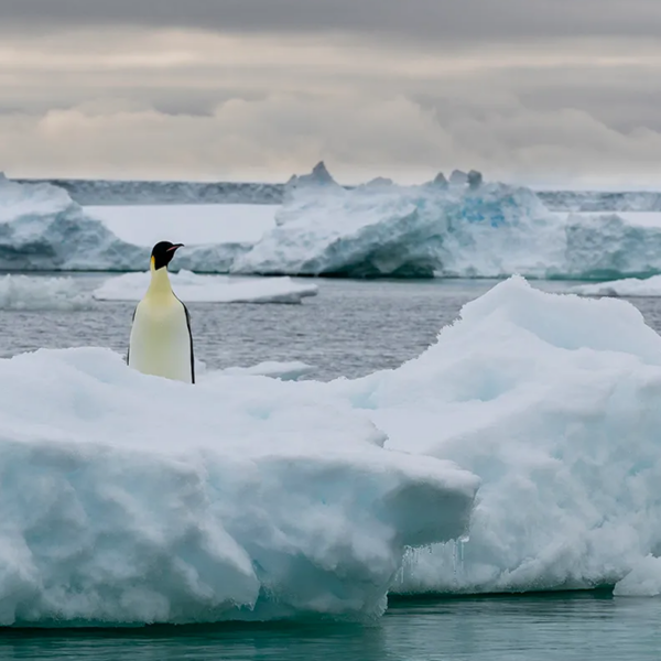An emperor penguin stands on ice.