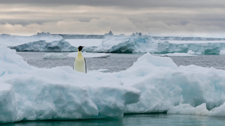 Emperor penguins are Antarctica’s most iconic bird. Are they on the verge of extinction?