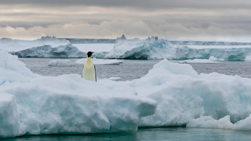 An emperor penguin stands on ice.