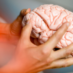 A closeup of a person holding a model of a brain.