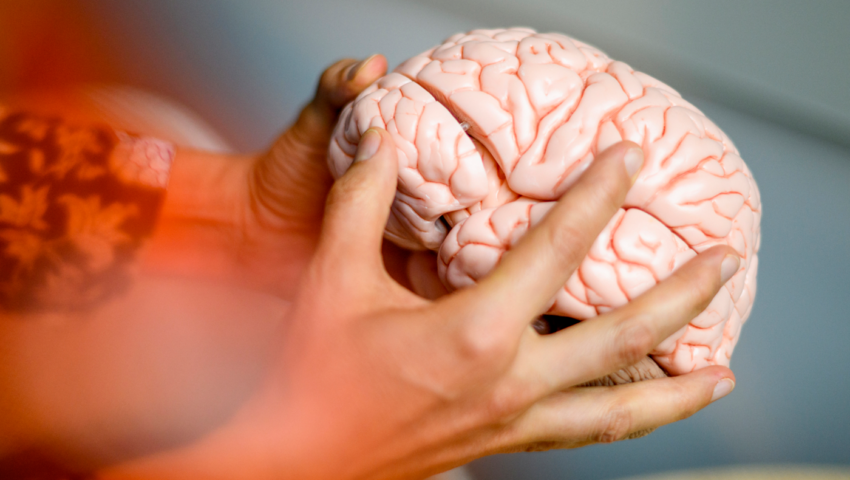 A closeup of a person holding a model of a brain.