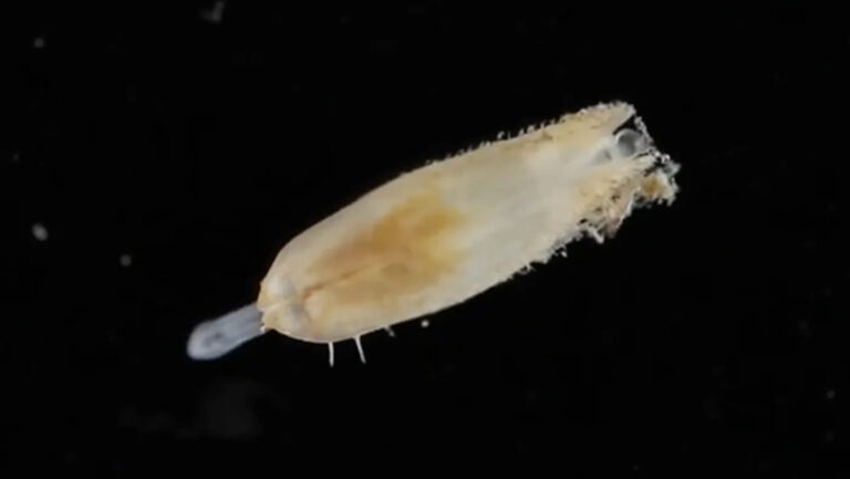 New species of mussel that lives in an ancient undersea forest discovered by Northeastern marine scientist