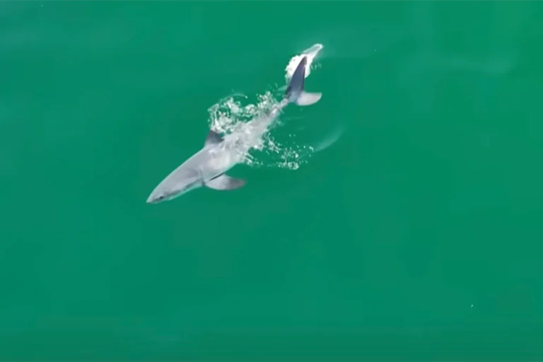Was a baby great white shark caught  on camera for the first time?  Northeastern expert explains why it  could be major discovery