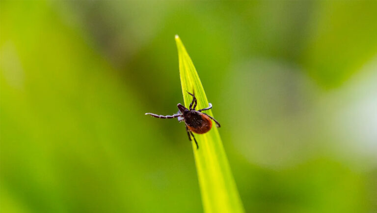 Ticks carry more than Lyme disease. Here’s what you need to know about babesiosis and Powassan