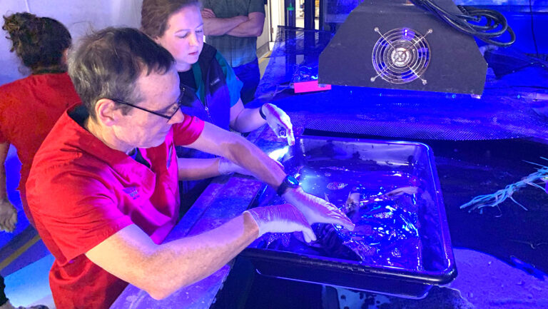 From Nahant to the Galápagos: Northeastern Alum Gregory Lewbart’s Journey of Discovery