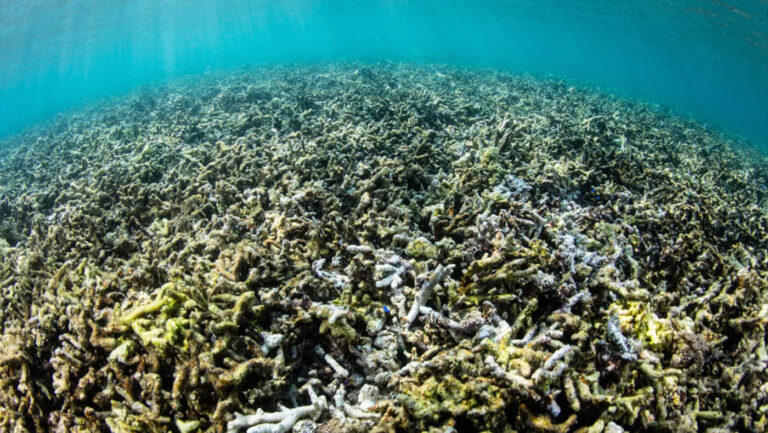 They’re living boulders on the ocean floor. Northeastern research explains the mysterious corallith