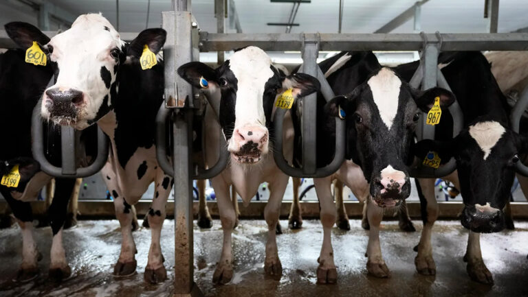 How Northeastern researchers are helping predict the outbreak of bird flu on US dairy farms