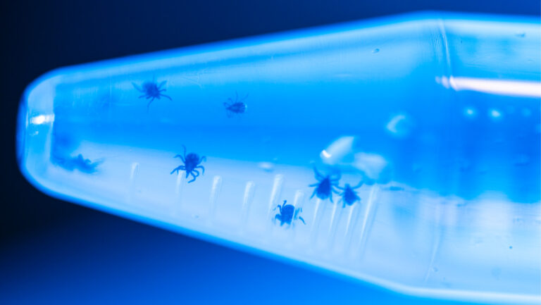 New Northeastern lab plumbs the mysteries of the ticks and bacteria that cause Lyme