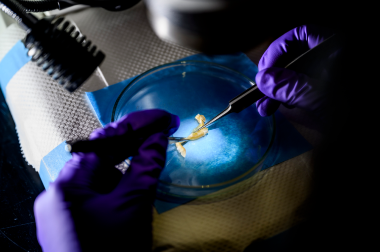 New Northeastern research could revolutionize treatment for children’s growth plate fractures using stem cells