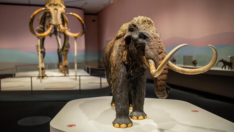 Scientists recreate genome of 52,000-year-old freeze-dried woolly mammoth