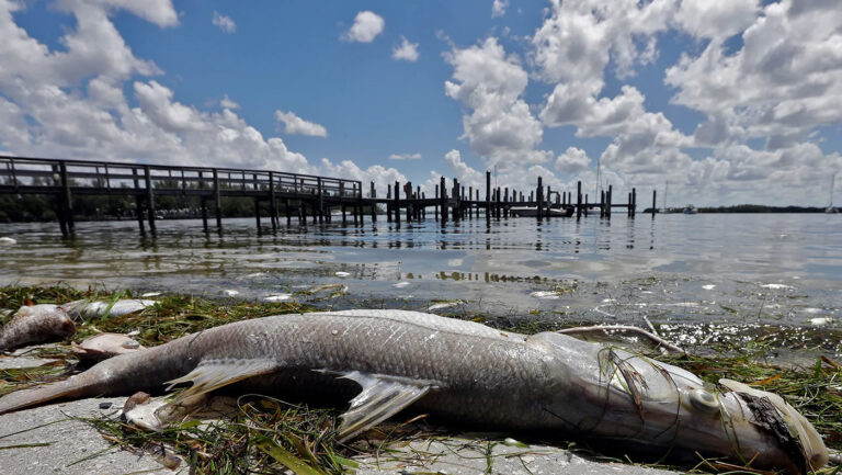 What happens to sea life during hurricanes? Can they move to calmer waters? A marine scientist explains
