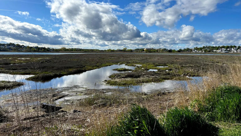 Protective salt marshes along coasts are in danger across the globe but it’s not too late to act, Northeastern researchers say
