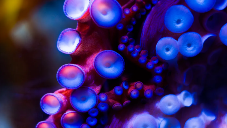 From octopus training to robotics, a Northeastern co-op student’s marine biology journey