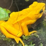 Bright yellow frog sitting on a green and brown leafy habitat.