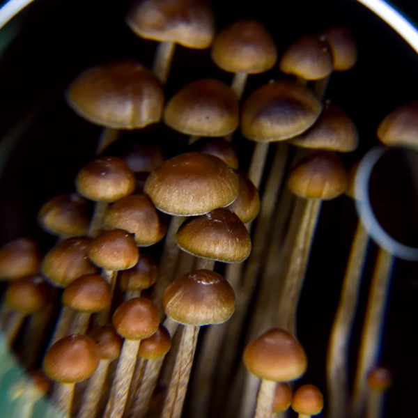 Zoomed in picture of skinny brown mushrooms.