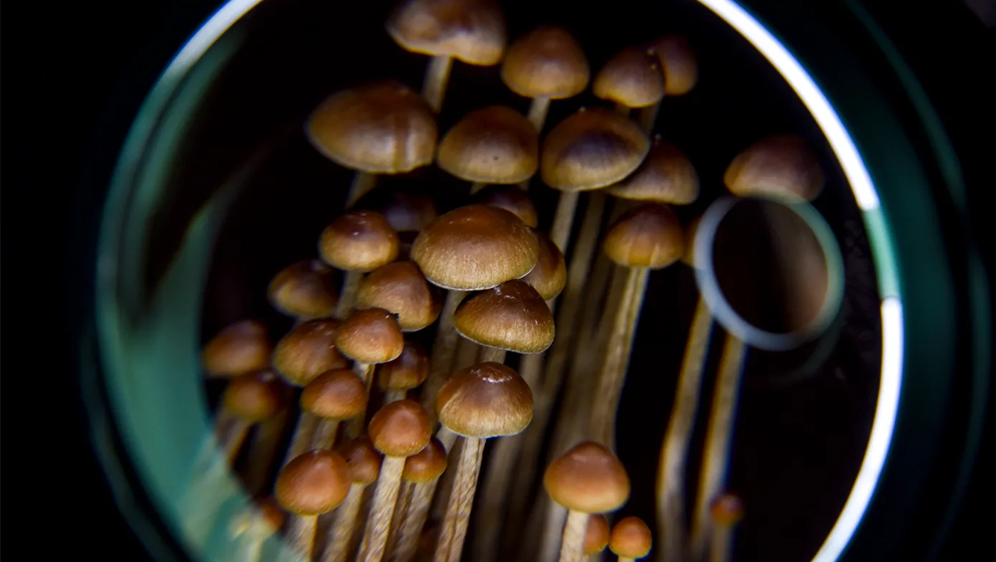 Zoomed in picture of skinny brown mushrooms.