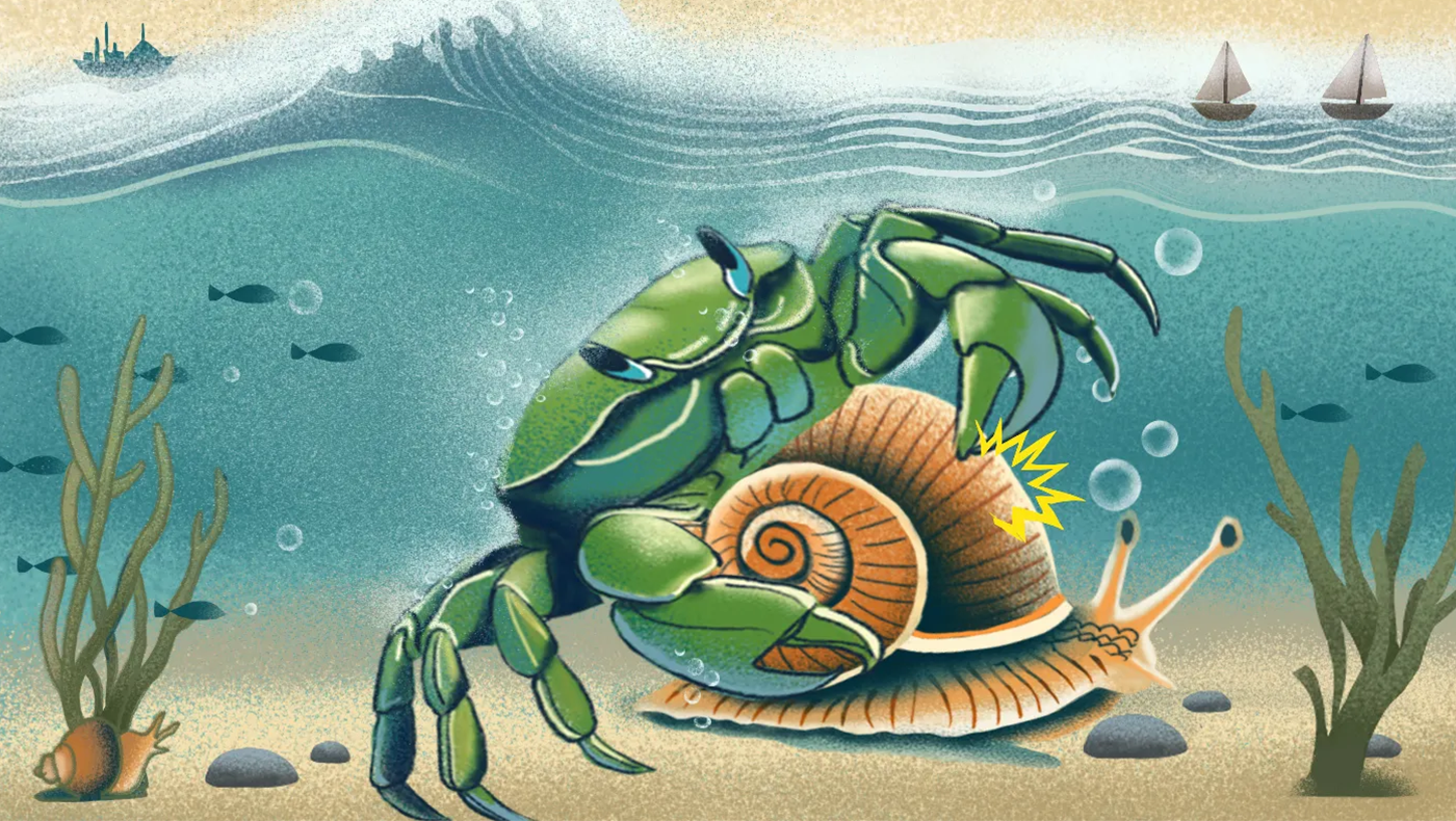 Illustration of a small green crab attacking a beige snail, under the sea.