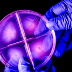 Two hands, wearing latex blue gloves, hold a small round bacterial container. It is very purple.