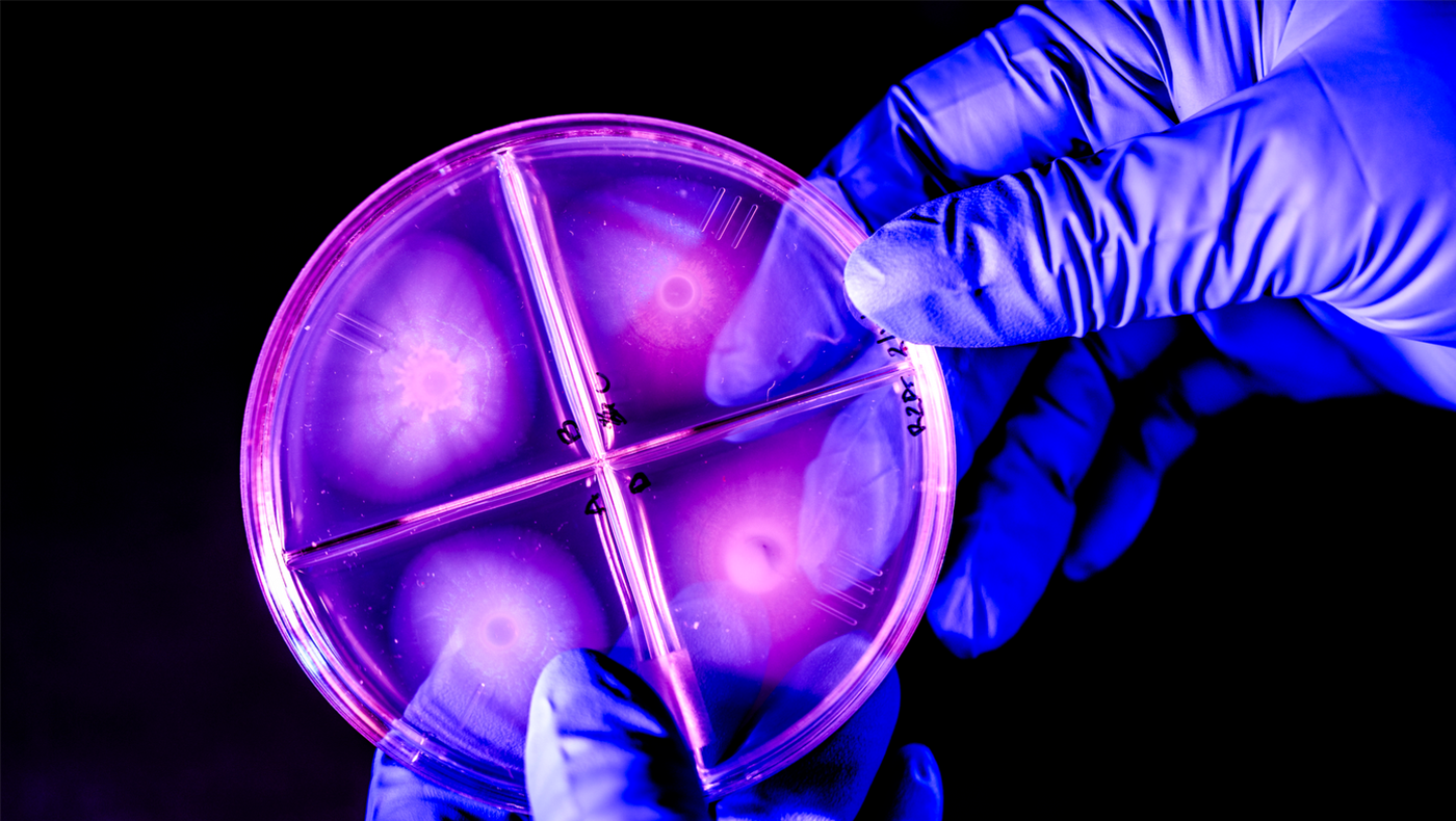 Two hands, wearing latex blue gloves, hold a small round bacterial container. It is very purple.