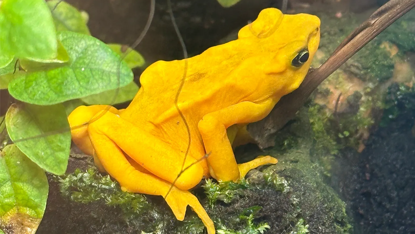 This researcher wants to know why frogs are so good at tasting bitter things — and what it could mean for humans
