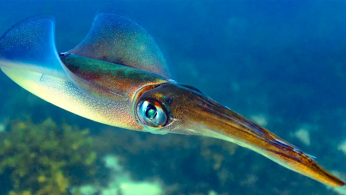 Close up of a squid under water.