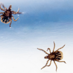 Close up photo of two ticks on a blue background. The photo is from below so you can see their legs.