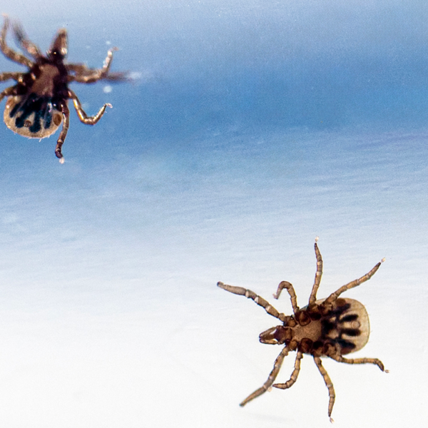 Close up photo of two ticks on a blue background. The photo is from below so you can see their legs.