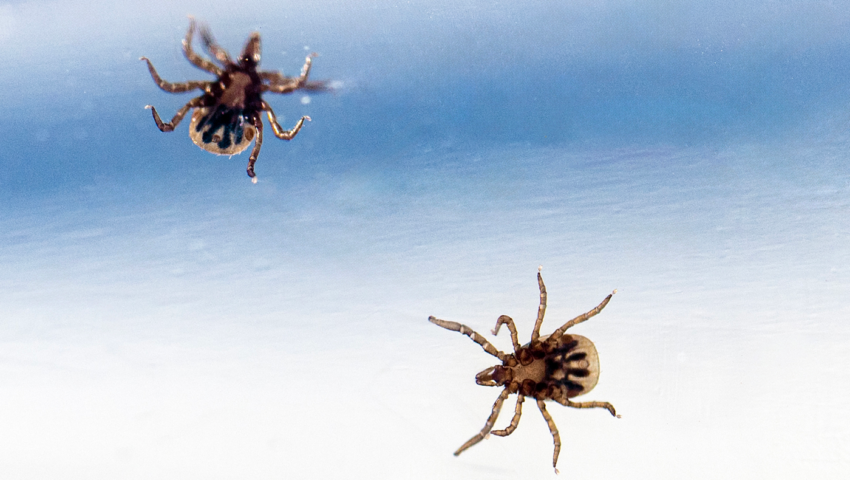 Close up photo of two ticks on a blue background. The photo is from below so you can see their legs.