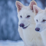 photos of two, young, white, wolves on a blue and white snowy background.