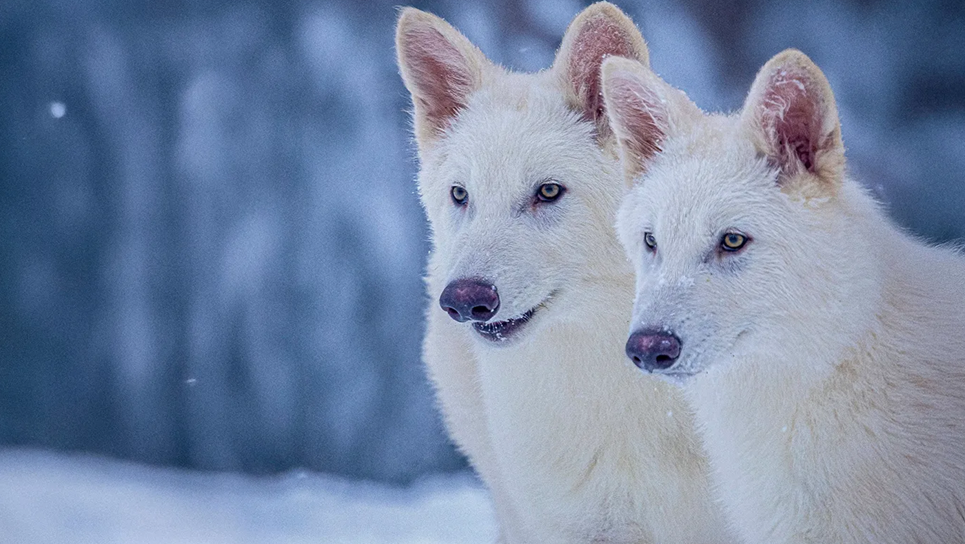 photos of two, young, white, wolves on a blue and white snowy background.