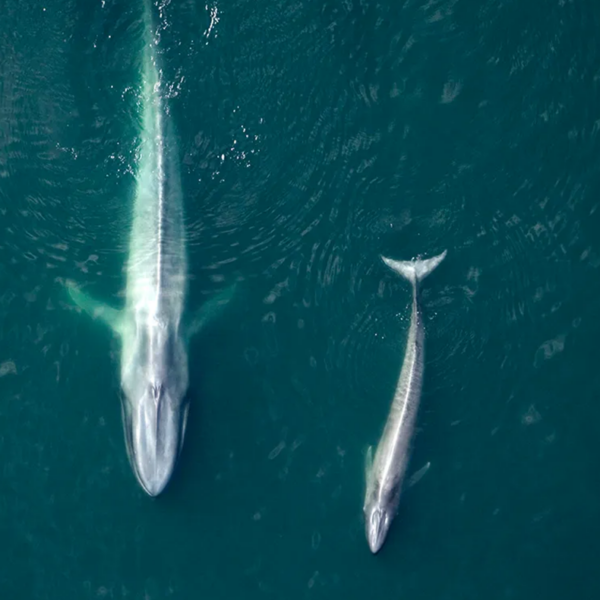 Overhead shot of two whales. One large and one small.