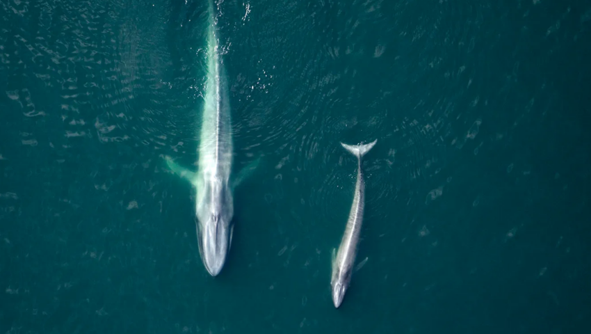 Overhead shot of two whales. One large and one small.
