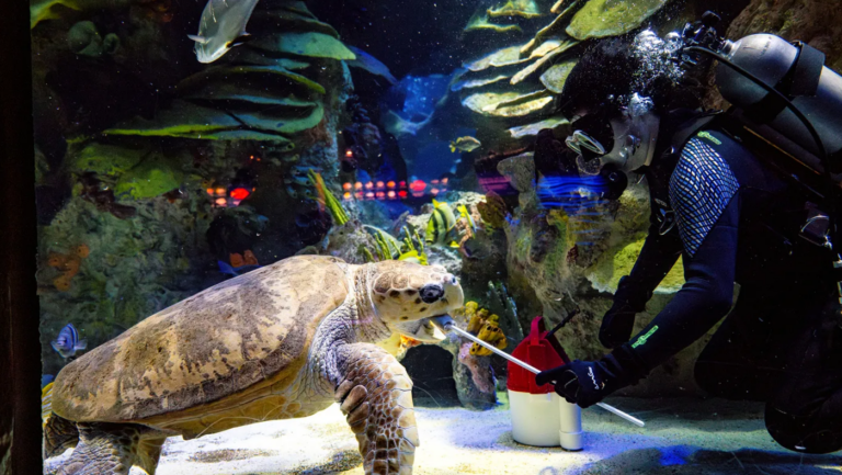 These Northeastern students befriend a 500-pound sea turtle and a 33-year-old penguin as co-ops at the New England Aquarium