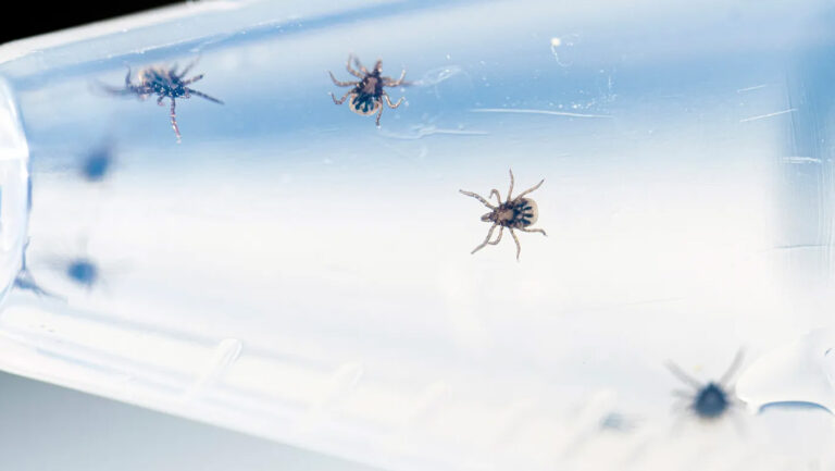 Hot, dry weather kills the deer ticks that cause Lyme. But your clothes dryer does an even better job