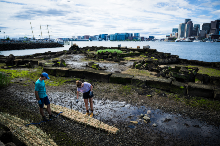 Using invasive wetland grasses, Northeastern grads adopt a green approach to stop erosion