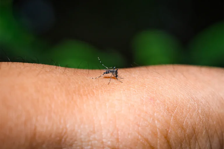 Researchers use machine learning to predict dengue fever with 80% accuracy