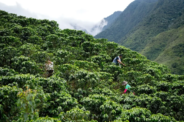 Sociology, meet ecology: How the variability of coffee harvests can teach us about sustainable farming