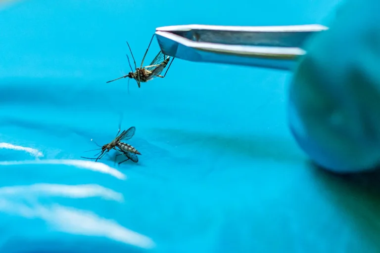 Want to eradicate malaria-bearing mosquitoes? Try fungus, this researcher says