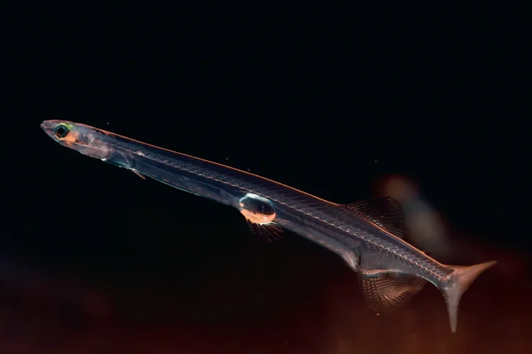 No red blood cells? No problem. Icefish, meet the Asian noodlefish